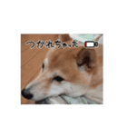 うちの犬「まめ」（個別スタンプ：8）