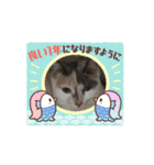 かわいい猫のびーちゃんスタンプ（個別スタンプ：15）