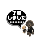 uni  ＆ soi  わんこのいる暮らしstamp（個別スタンプ：7）