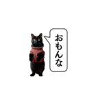 服を着た猫が煽る台詞と吹き出しスタンプ（個別スタンプ：26）