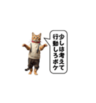 服を着た猫が煽る台詞と吹き出しスタンプ（個別スタンプ：30）