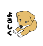 柴犬のうた（個別スタンプ：1）