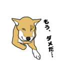 柴犬のうた（個別スタンプ：2）