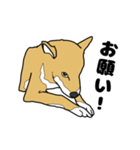 柴犬のうた（個別スタンプ：3）