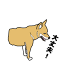 柴犬のうた（個別スタンプ：4）