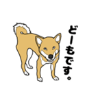 柴犬のうた（個別スタンプ：6）