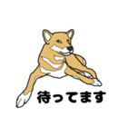 柴犬のうた（個別スタンプ：7）