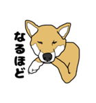 柴犬のうた（個別スタンプ：9）