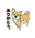 柴犬のうた（個別スタンプ：10）