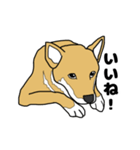 柴犬のうた（個別スタンプ：12）