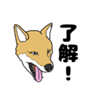 柴犬のうた（個別スタンプ：13）