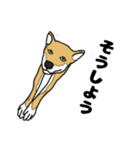 柴犬のうた（個別スタンプ：19）