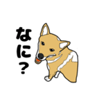 柴犬のうた（個別スタンプ：22）