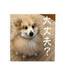えり太セレクション3（個別スタンプ：8）