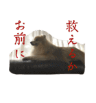 えり太セレクション3（個別スタンプ：12）