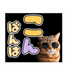 クールにゃん★デカ文字★カラフル（個別スタンプ：12）