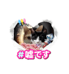 にゃ～んSticker(桜月＆ホームズ）冬（個別スタンプ：13）