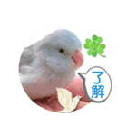 マメルリハ達22（個別スタンプ：1）