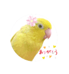 マメルリハ達22（個別スタンプ：2）