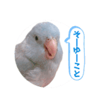 マメルリハ達22（個別スタンプ：5）