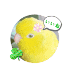 マメルリハ達22（個別スタンプ：10）