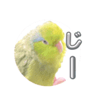 マメルリハ達22（個別スタンプ：19）
