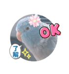 マメルリハ達22（個別スタンプ：20）