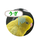 マメルリハ達22（個別スタンプ：22）