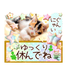 にゃ！猫語のからふる三毛猫こねこちゃん（個別スタンプ：8）