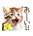 にゃ！猫語のからふる三毛猫こねこちゃん（個別スタンプ：33）