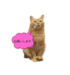 西の猫ちゃん（個別スタンプ：1）