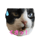 西の猫ちゃん（個別スタンプ：2）