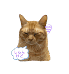 西の猫ちゃん（個別スタンプ：5）