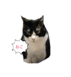西の猫ちゃん（個別スタンプ：6）