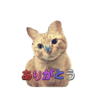 西の猫ちゃん（個別スタンプ：11）