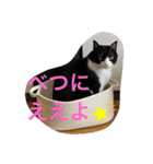 西の猫ちゃん（個別スタンプ：12）