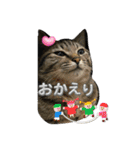 西の猫ちゃん（個別スタンプ：13）