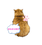 西の猫ちゃん（個別スタンプ：14）