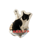西の猫ちゃん（個別スタンプ：15）