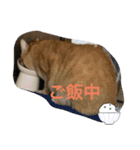 西の猫ちゃん（個別スタンプ：16）