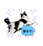 西の猫ちゃん（個別スタンプ：17）