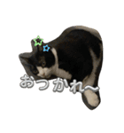 西の猫ちゃん（個別スタンプ：18）