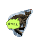 西の猫ちゃん（個別スタンプ：21）