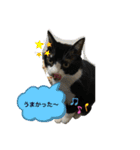 西の猫ちゃん（個別スタンプ：24）