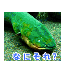 世界の魚図鑑 2:日本語（個別スタンプ：7）