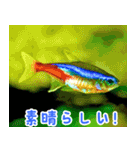 世界の魚図鑑 2:日本語（個別スタンプ：15）