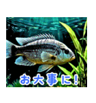 世界の魚図鑑 2:日本語（個別スタンプ：17）