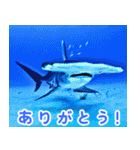 世界の魚図鑑 2:日本語（個別スタンプ：19）