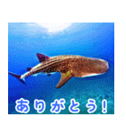 世界の魚図鑑 2:日本語（個別スタンプ：23）