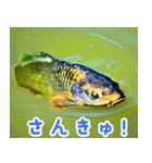 世界の魚図鑑 2:日本語（個別スタンプ：29）